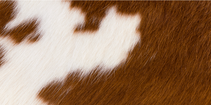Vinyltæppe med dyreprint cowhide illustration - TenStickers