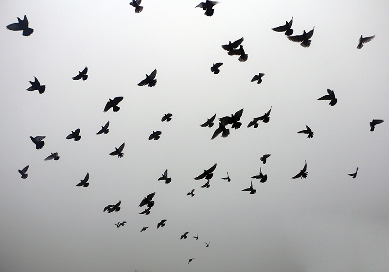 Flyvende fugle mønster vinyl tæppe - TenStickers