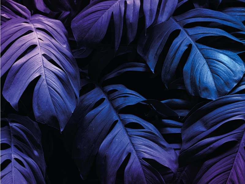 Design af tropiske blade Blomster og planter vinyltæppe - TenStickers