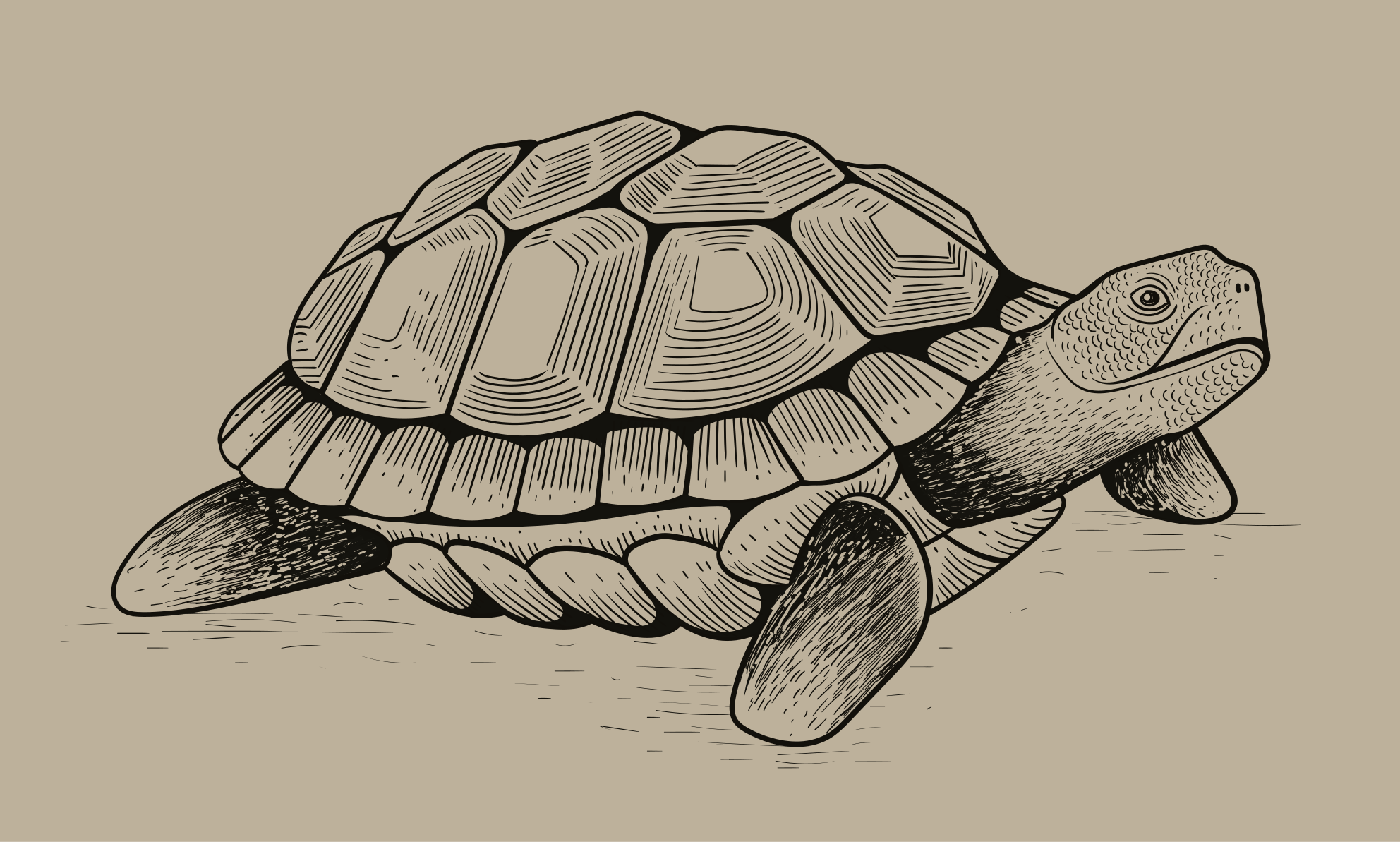 Skildpadde illustration vinyltæpper med dyr - TenStickers