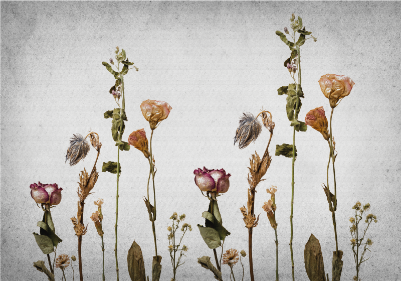 Botaniske billeder Blomster og planter vinyltæppe - TenStickers