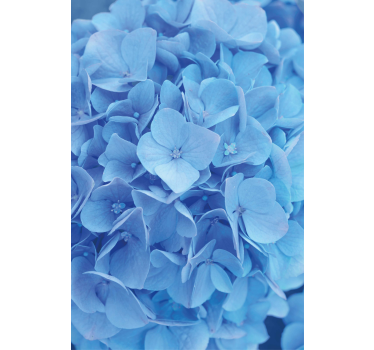 Blomster tapet hortensia blomster - TenStickers